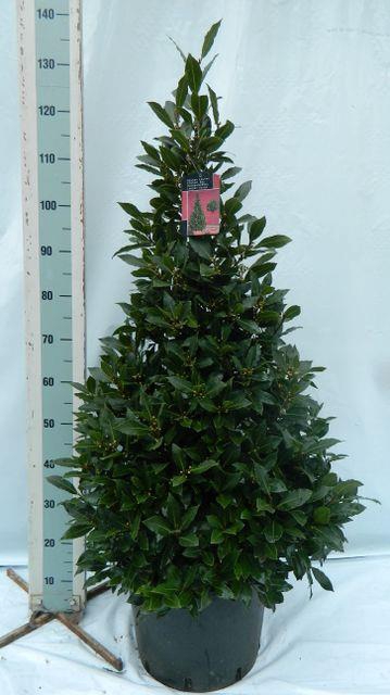 LAU NOBILIS