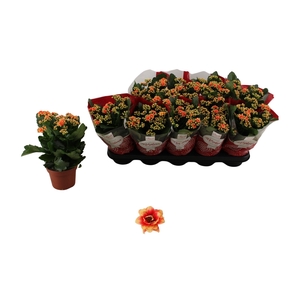 KAL GE FELIZ BICOLOR