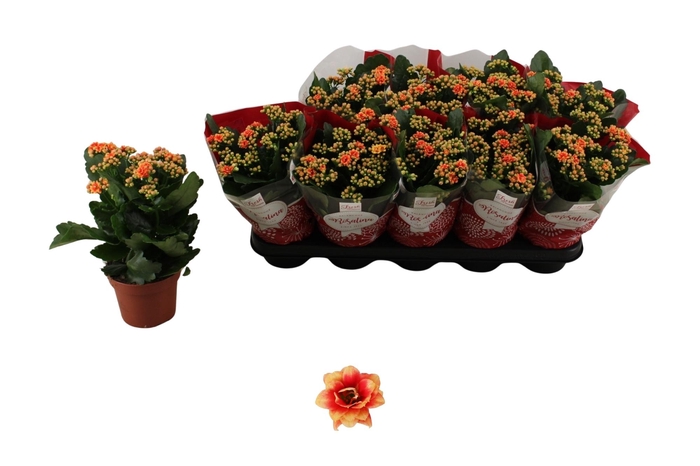 <h4>KAL GE FELIZ BICOLOR</h4>