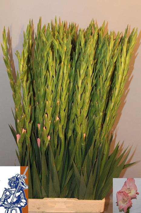 <h4>GLAD GR KARMA</h4>