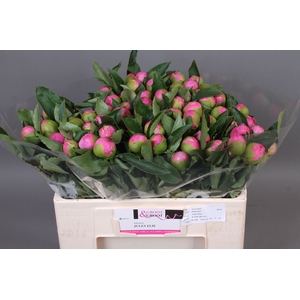 Paeonia Monsieur Jules Elie