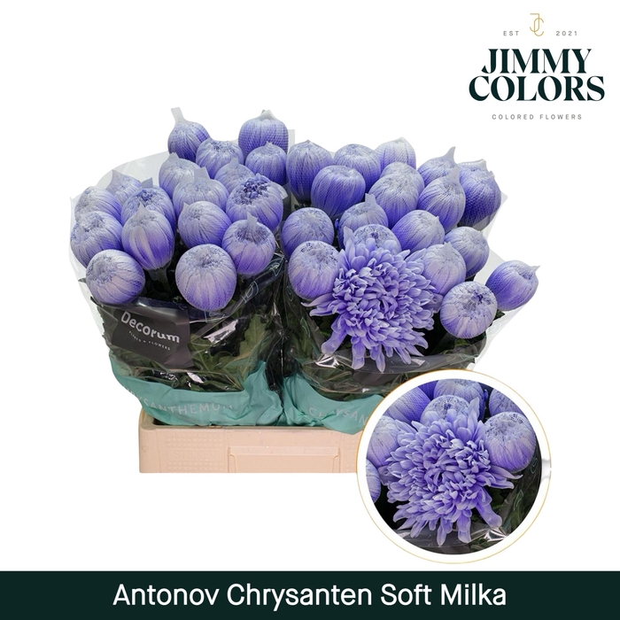 <h4>Chr G Antonov Soft Milka</h4>