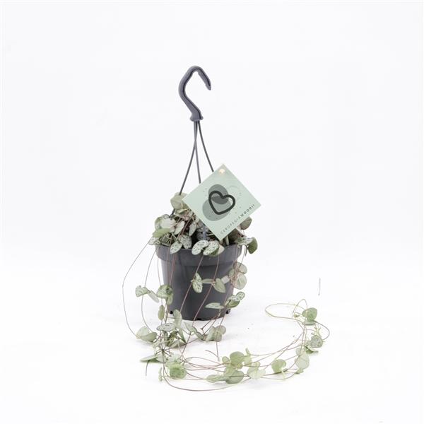 <h4>Ceropegia woodii ssp. woodii</h4>