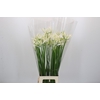 Nerine Lilac