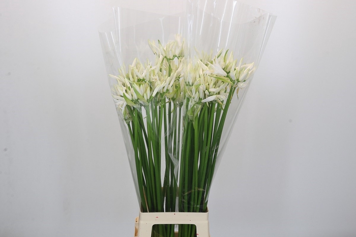 <h4>Nerine Lilac</h4>
