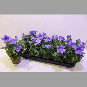Platyco Gr Astra Blu