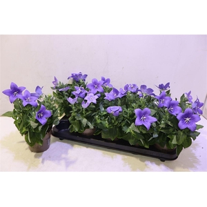 Platyco Gr Astra Blu