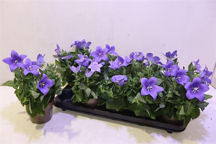 <h4>Platyco Gr Astra Blu</h4>