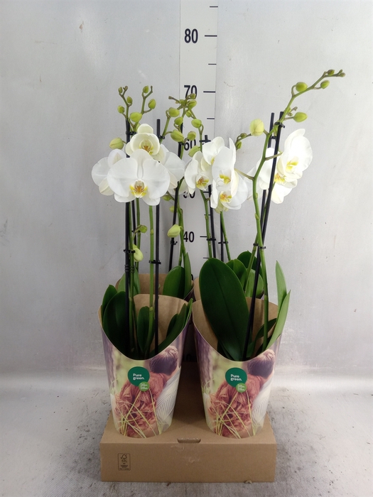 <h4>Phalaenopsis   ...white</h4>