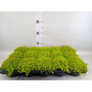 Soleirolia soleirolii 'Aurea'