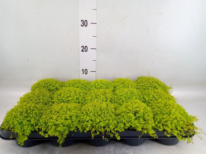 <h4>Soleirolia soleirolii 'Aurea'</h4>