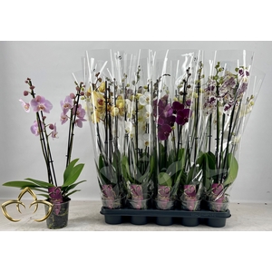 PHAL GEM