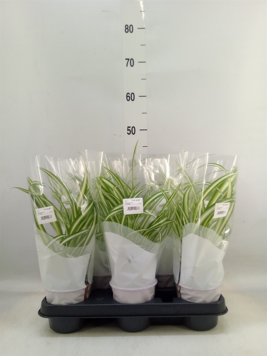 <h4>Chlorophytum com. 'Variegatum'</h4>