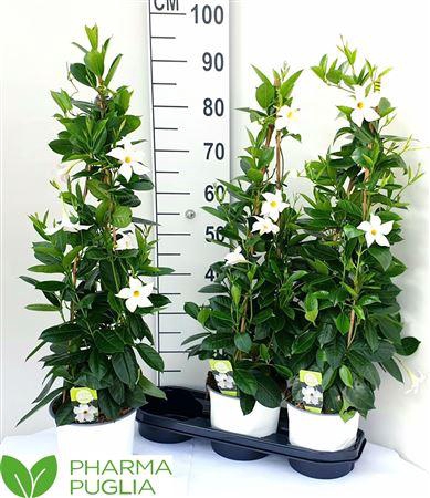 <h4>Mande Rio White 80cm</h4>
