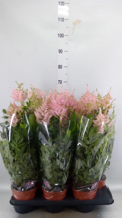 <h4>Astilbe japonica 'Europa'</h4>