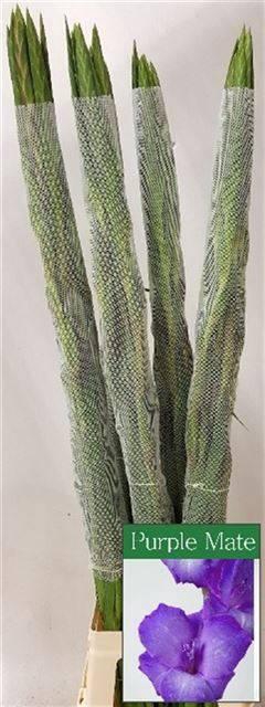 <h4>GLAD GR PURPLE MATE</h4>