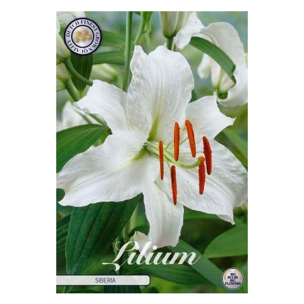 <h4>Lilium Oriental Siberia x2 16/18</h4>