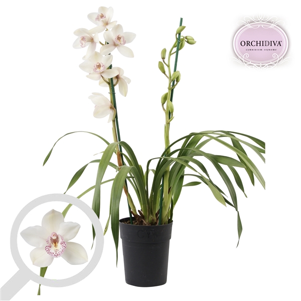 <h4>Cymbidium wit 2 tak</h4>