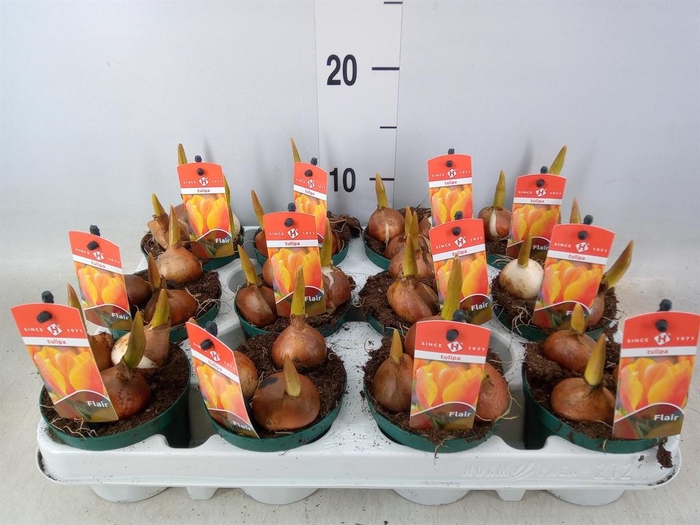 <h4>Tulipa   ...</h4>