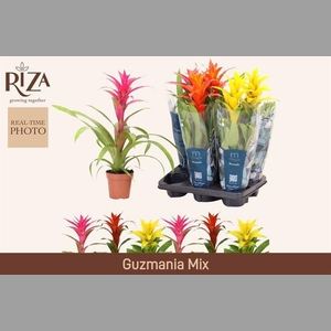 GUZM GEM 3 SRT