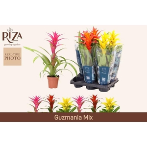 GUZM GEM 3 SRT