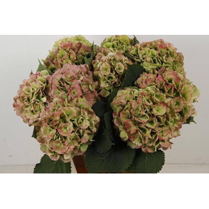 Hydrangea macrophylla White Verenal (classic)