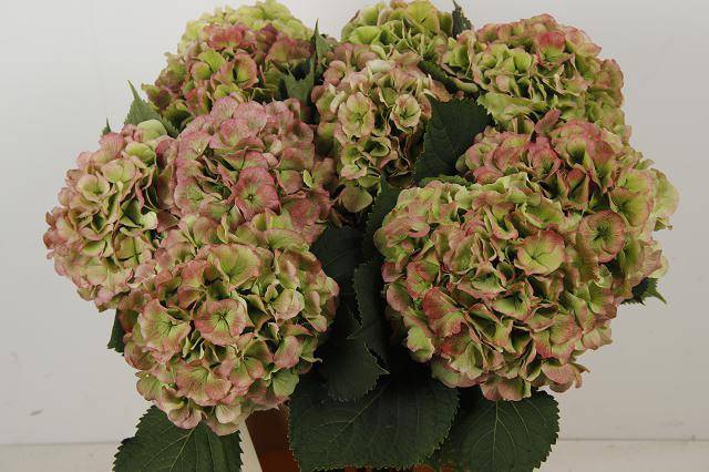 <h4>Hydrangea macrophylla White Verenal (classic)</h4>
