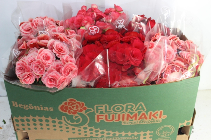 <h4>BEGONIA P15</h4>