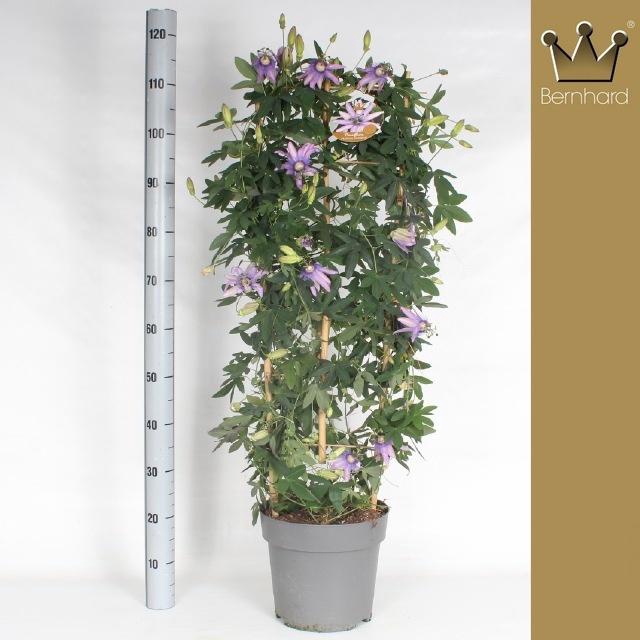 <h4>PASS PURPLE PASSION stock</h4>