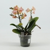 Aromio Floral 3 spike in Salmon Molise Aquo