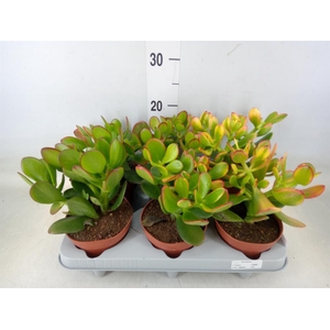 Crassula ovata 'Sunset'