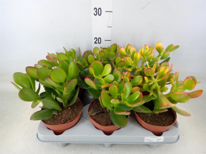 <h4>Crassula ovata 'Sunset'</h4>