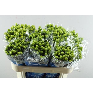 Hypericum Bamboo (groen)70cm