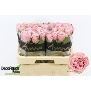 Rosa GR 'Addicted 2 Love'