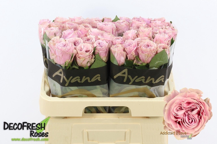 <h4>Rosa GR 'Addicted 2 Love'</h4>