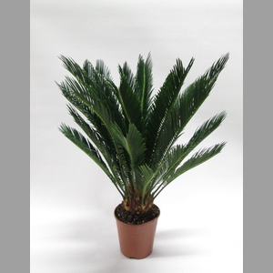 CYCAS REVOLUTA
