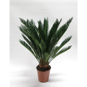 CYCAS REVOLUTA