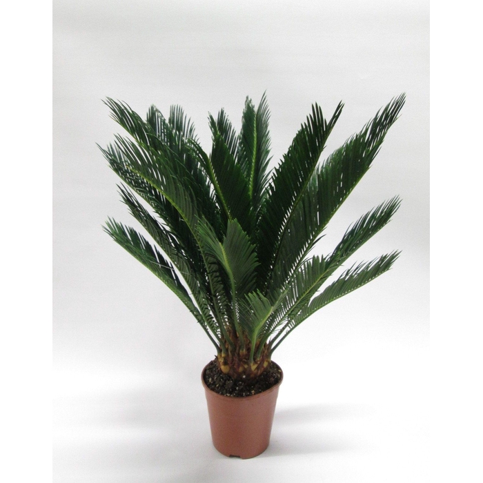 <h4>CYCAS REVOLUTA</h4>