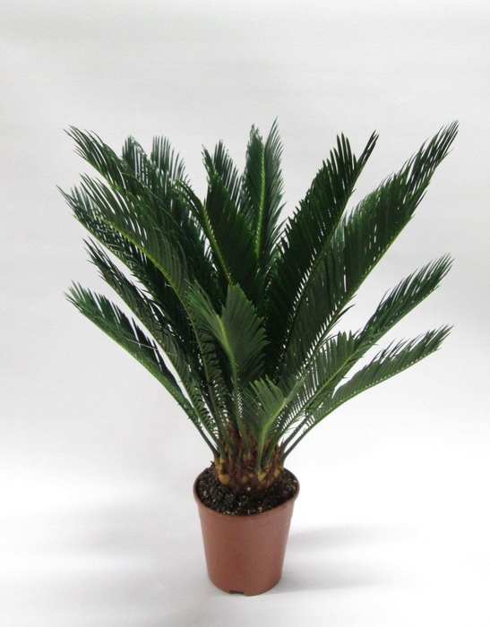 CYCAS REVOLUTA