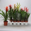 Bromelia Gem