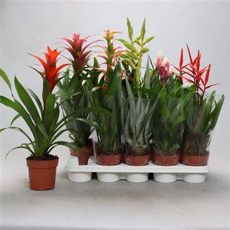 Bromelia Gem