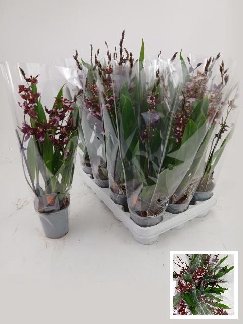 <h4>BUR BARROCCO RED</h4>