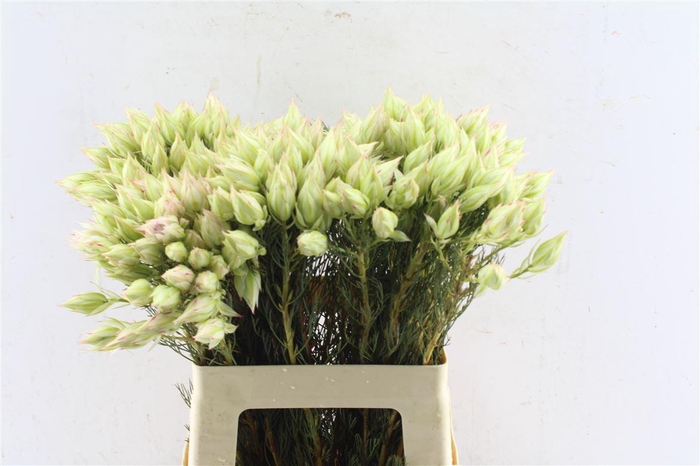 <h4>Blushing Brides White 4-6</h4>