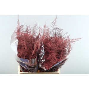 Asp Middel Getopt Rood *