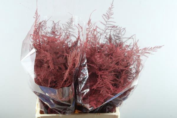 <h4>Asp Middel Getopt Rood *</h4>