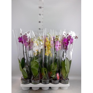 Phalaenopsis   ...mix
