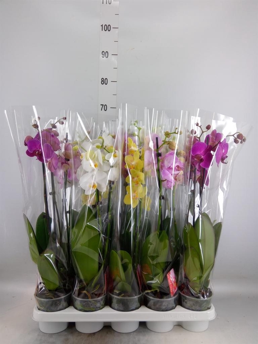 <h4>Phalaenopsis   ...mix</h4>