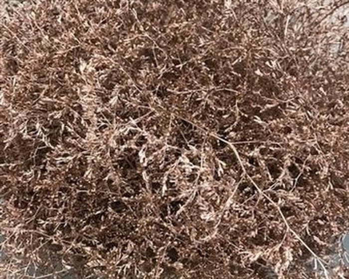 Limonium Beltlaard Klb Champagne