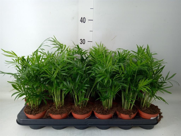 <h4>Chamaedorea elegans</h4>