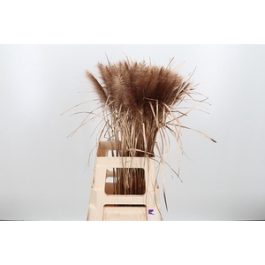 Pennisetum Kl Bh Antiek Goud